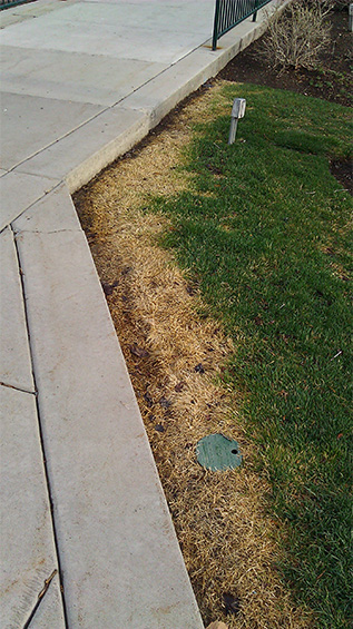 Damaged grass due to salt and snow melting applications.